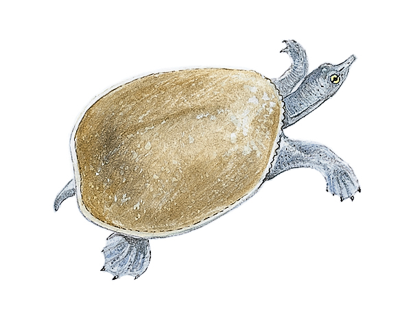 Spiny soft-shelled turtle