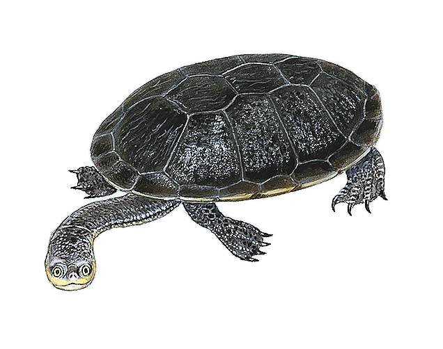 Australian snake-necked turtle