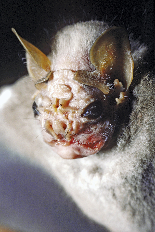 Wrinkle-faced bat