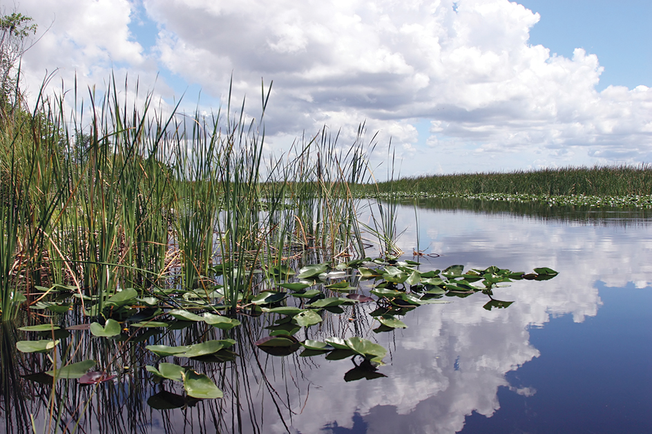 Wetland