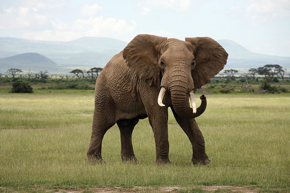 African elephant