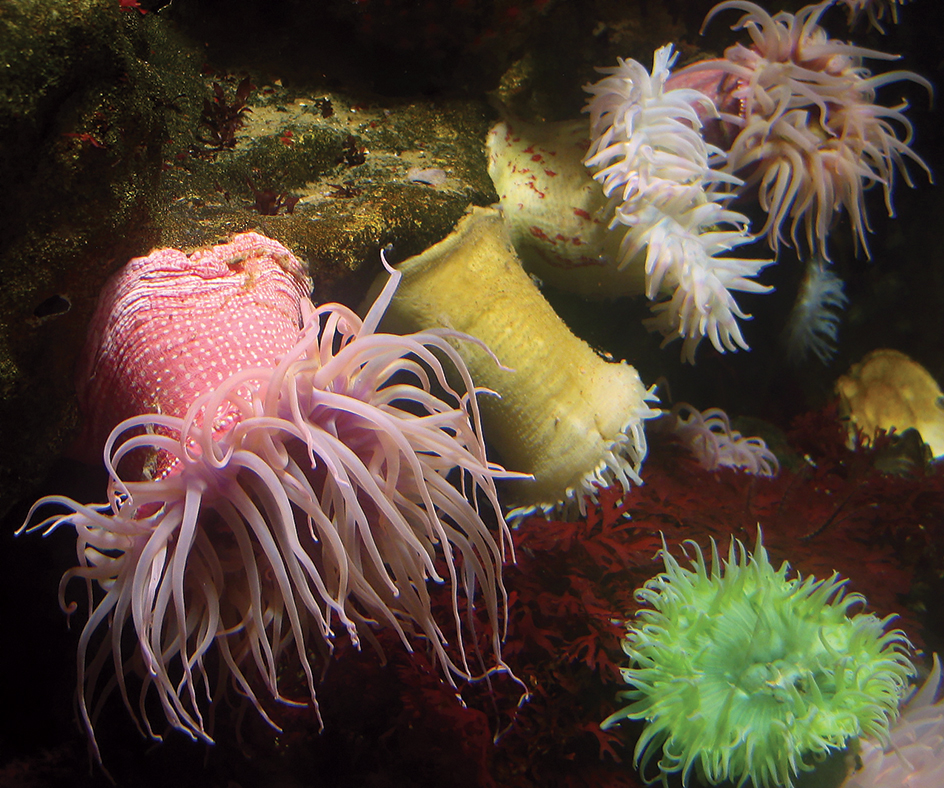 Sea anemone