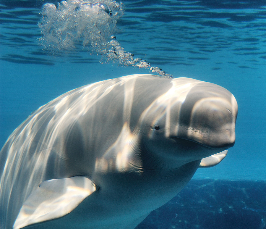 Beluga whale