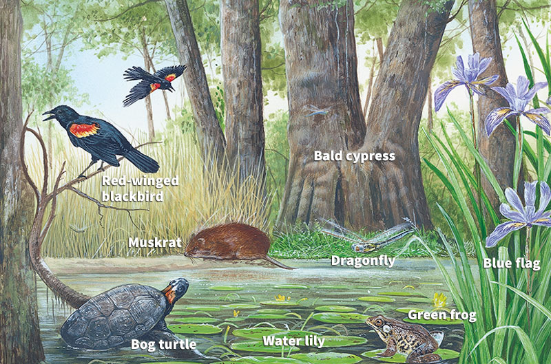 Animals and plants in a wetland