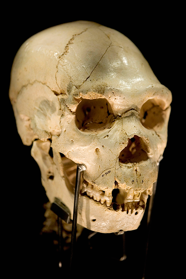 Skull found at Atapuerca fossil site