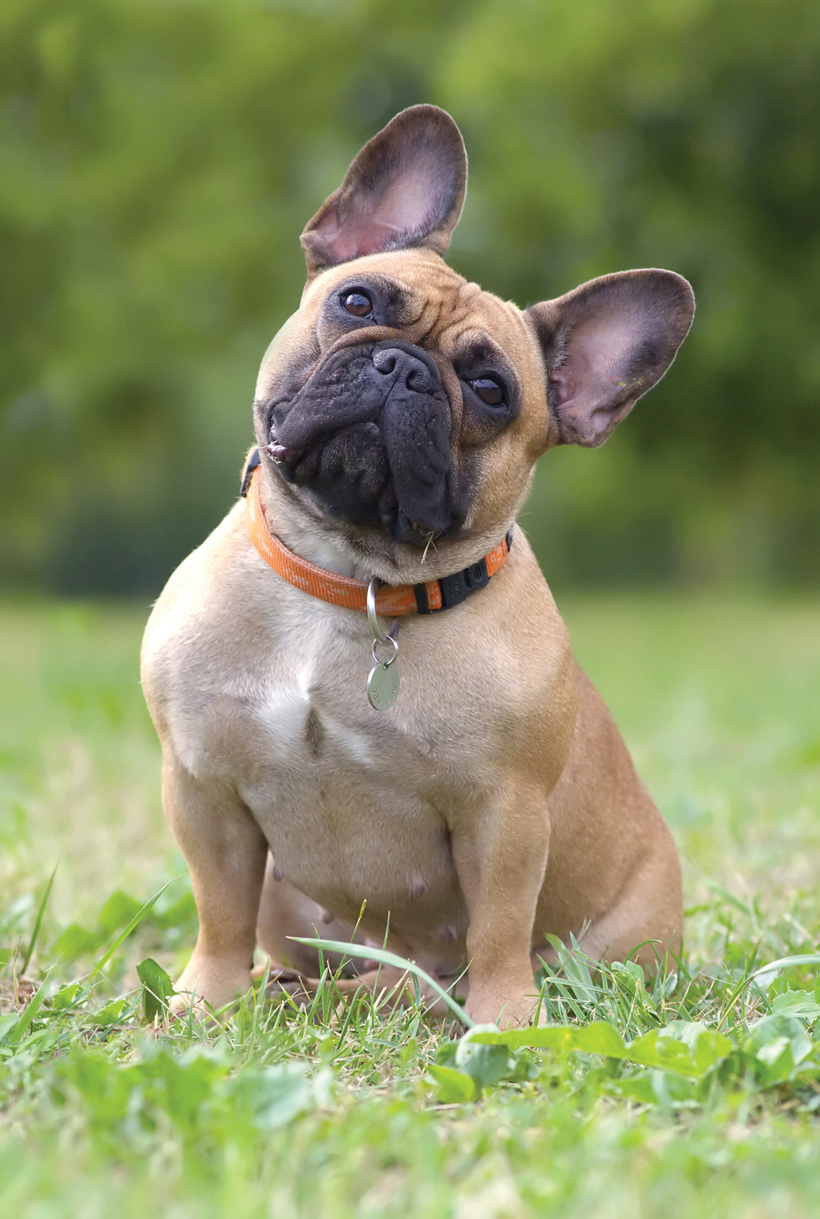 French bulldog