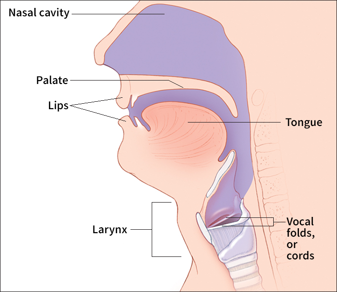 Human vocal tract