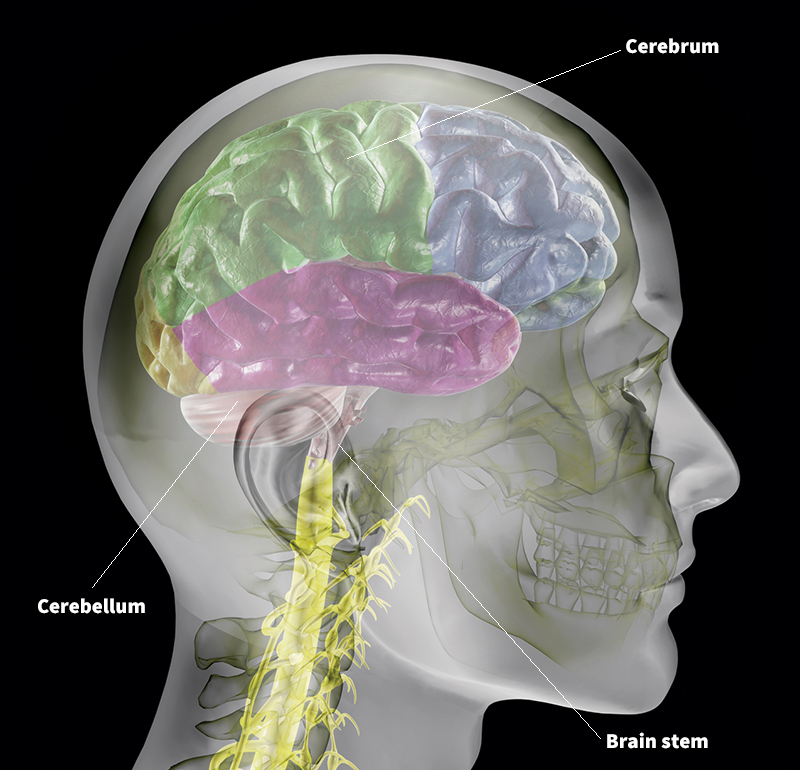 The brain and central nervous system