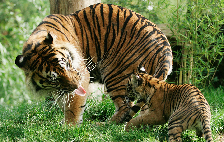 Sumatran tiger with cub