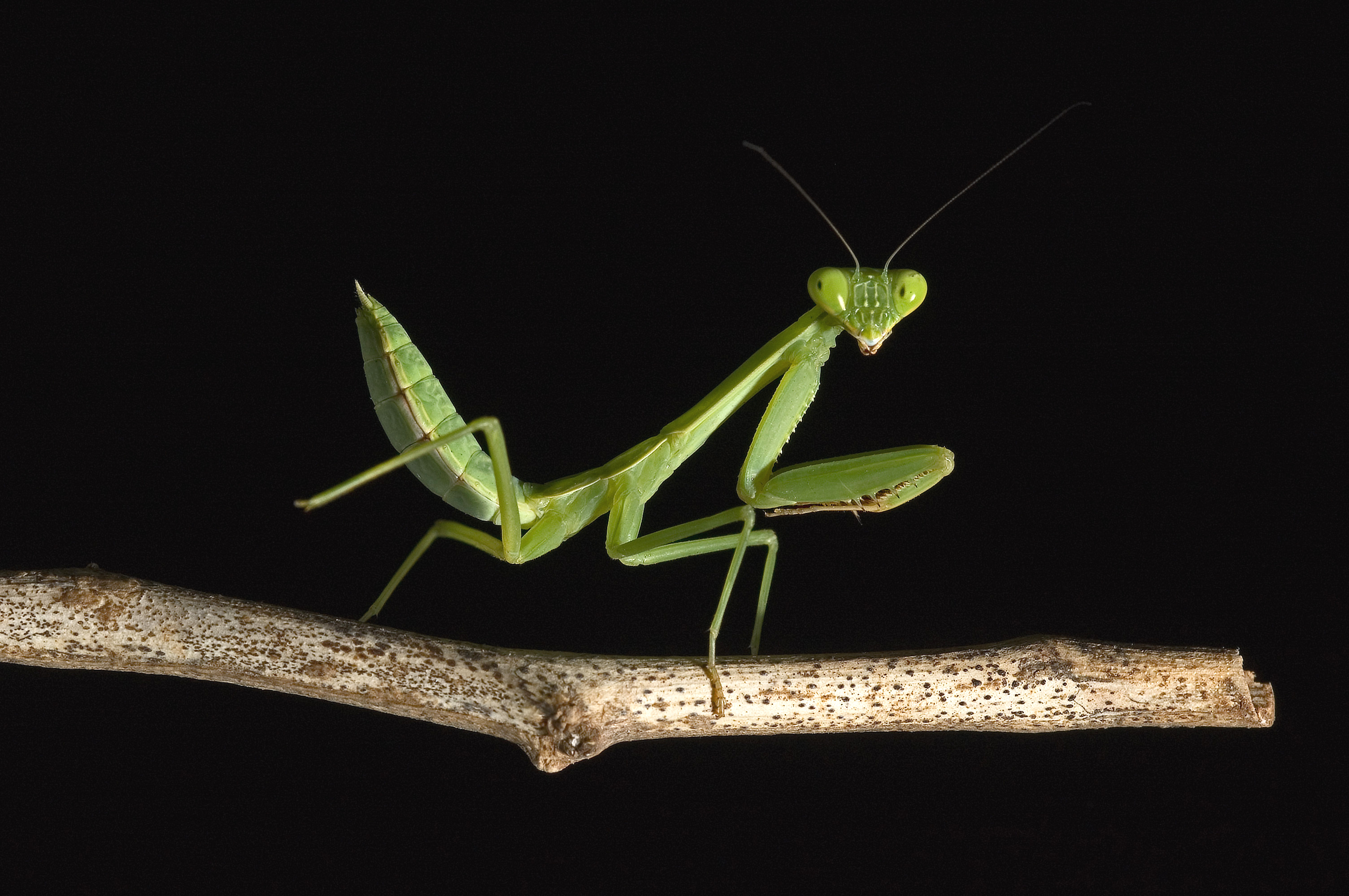 Praying mantis