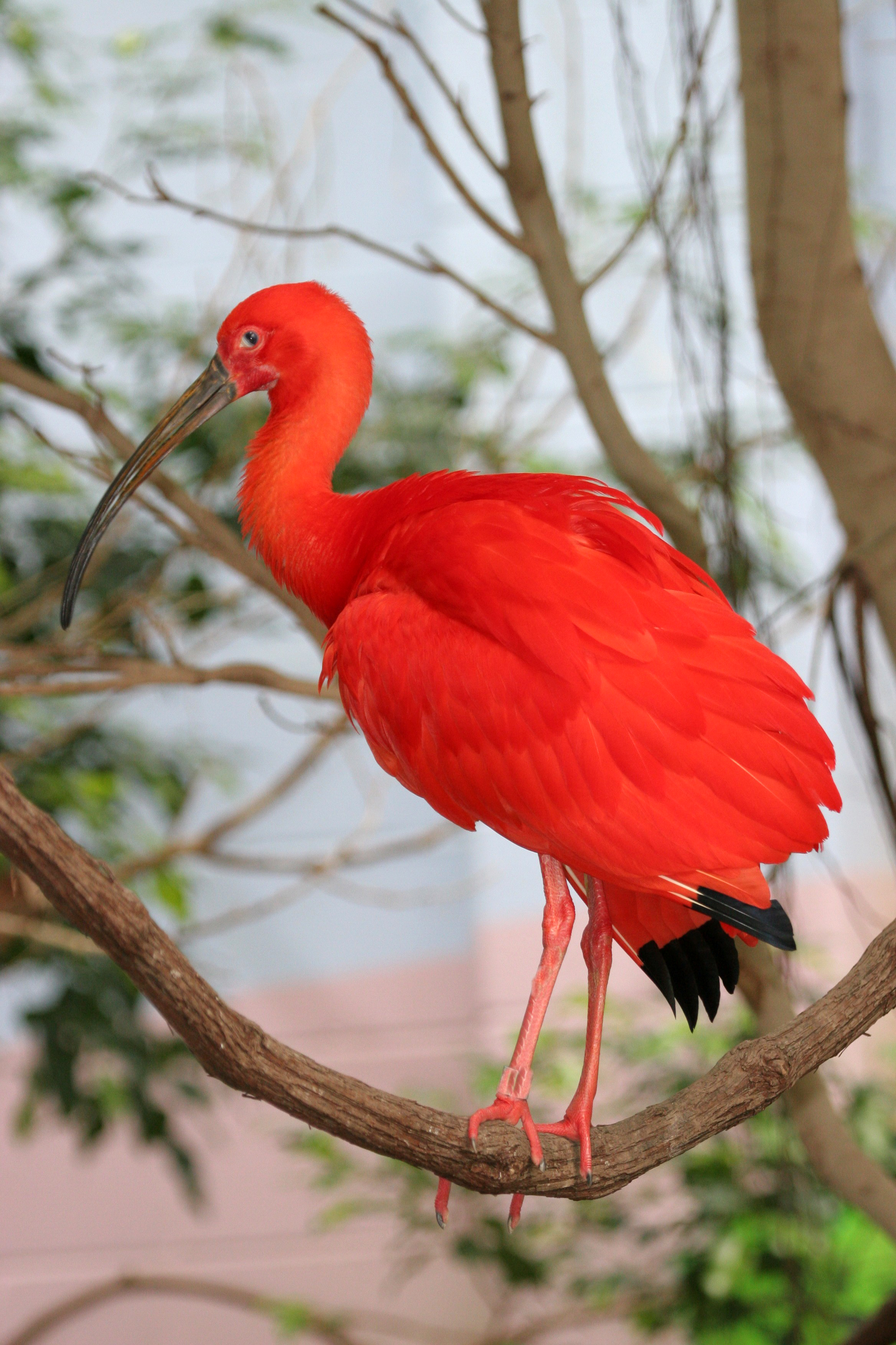 Scarlet ibis