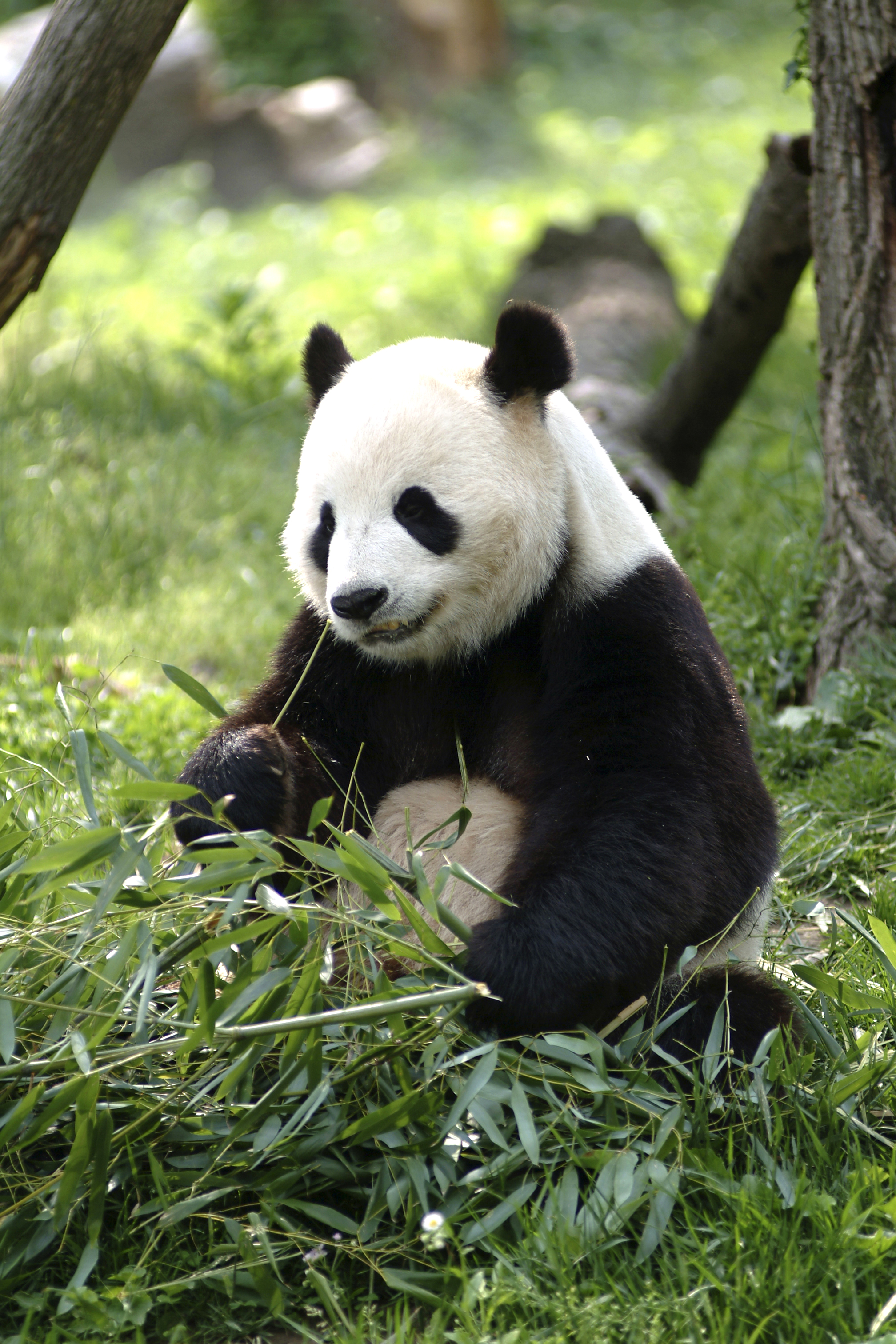 Giant panda