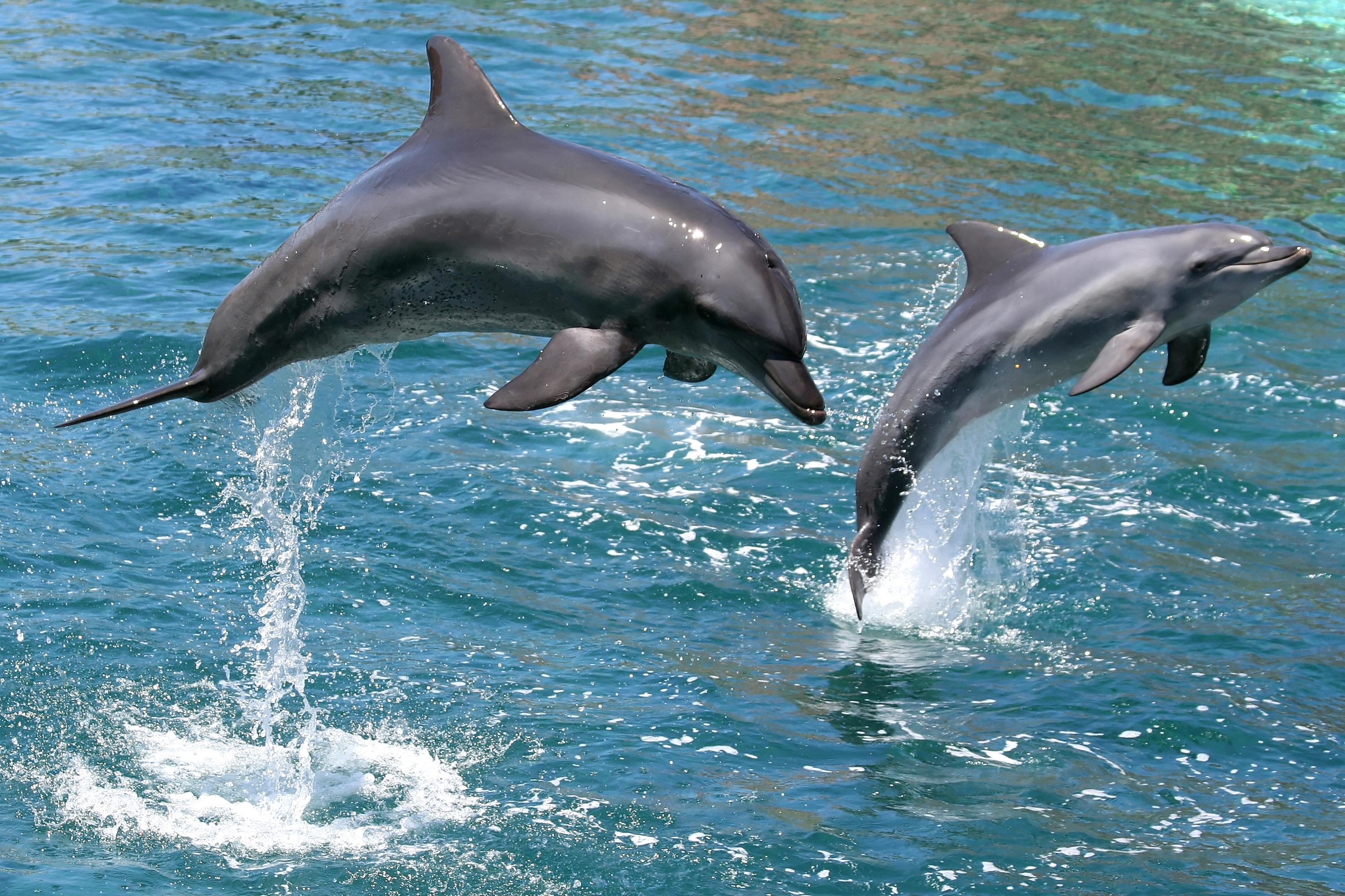 Bottlenose dolphins leaping