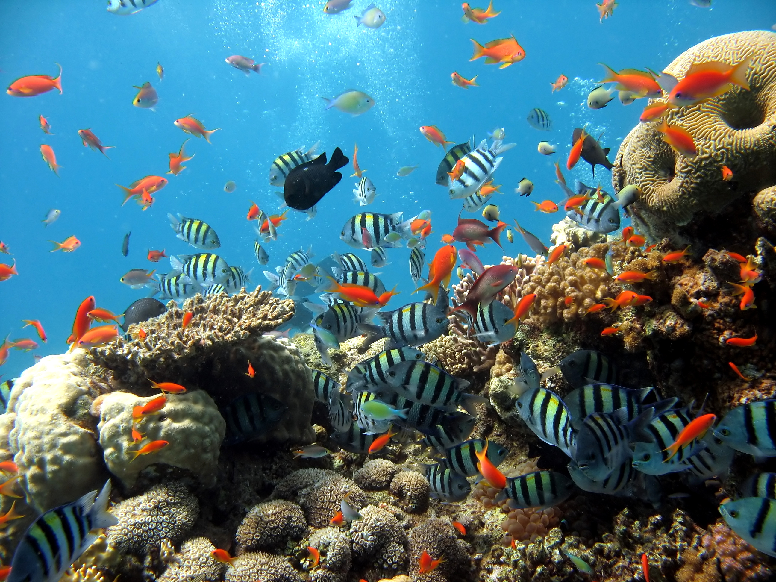 Coral reef with colorful fish