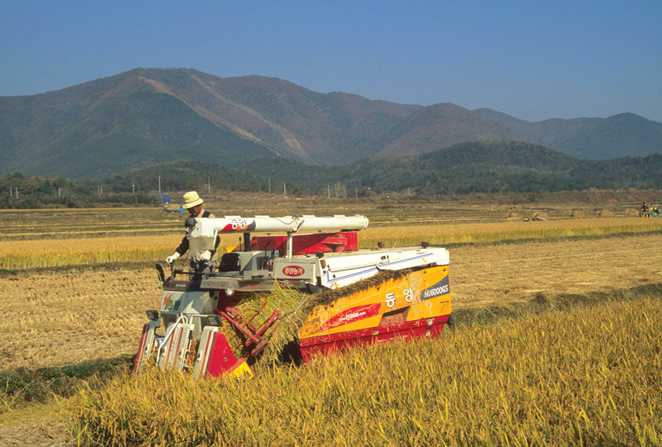 Harvesting rice in South Korea