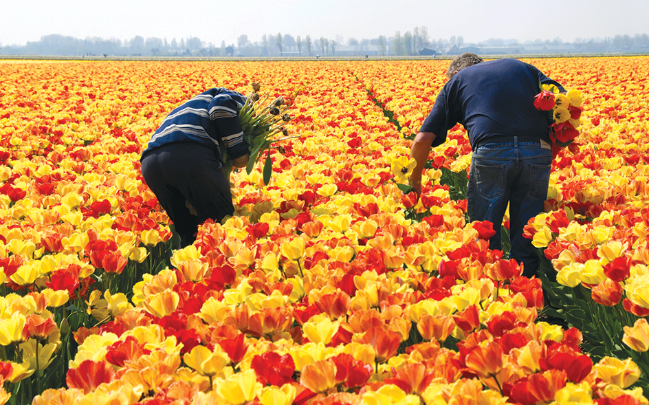 Tulip field in the Netherlands