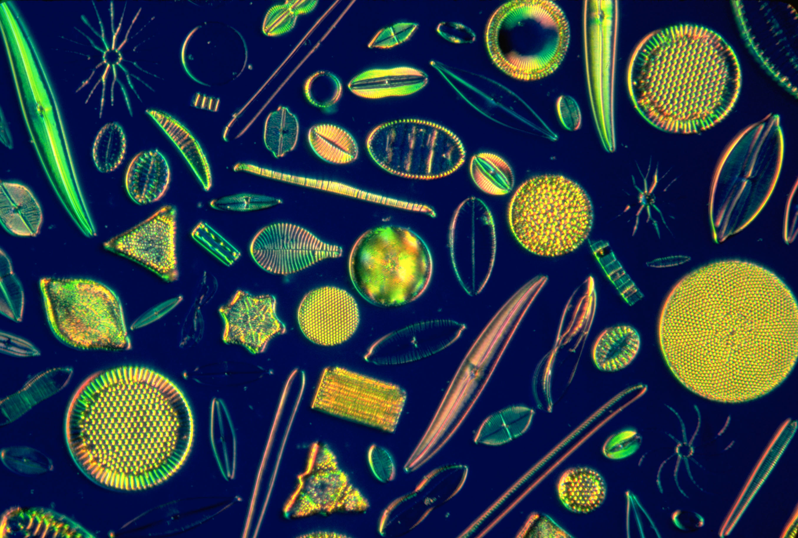 Diatom