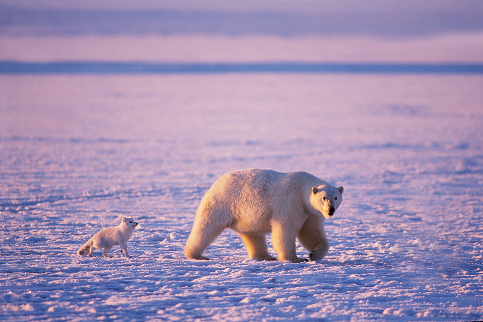 Animal life in Arctic National Wildlife Refuge