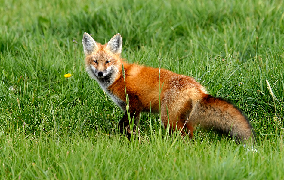 Red fox