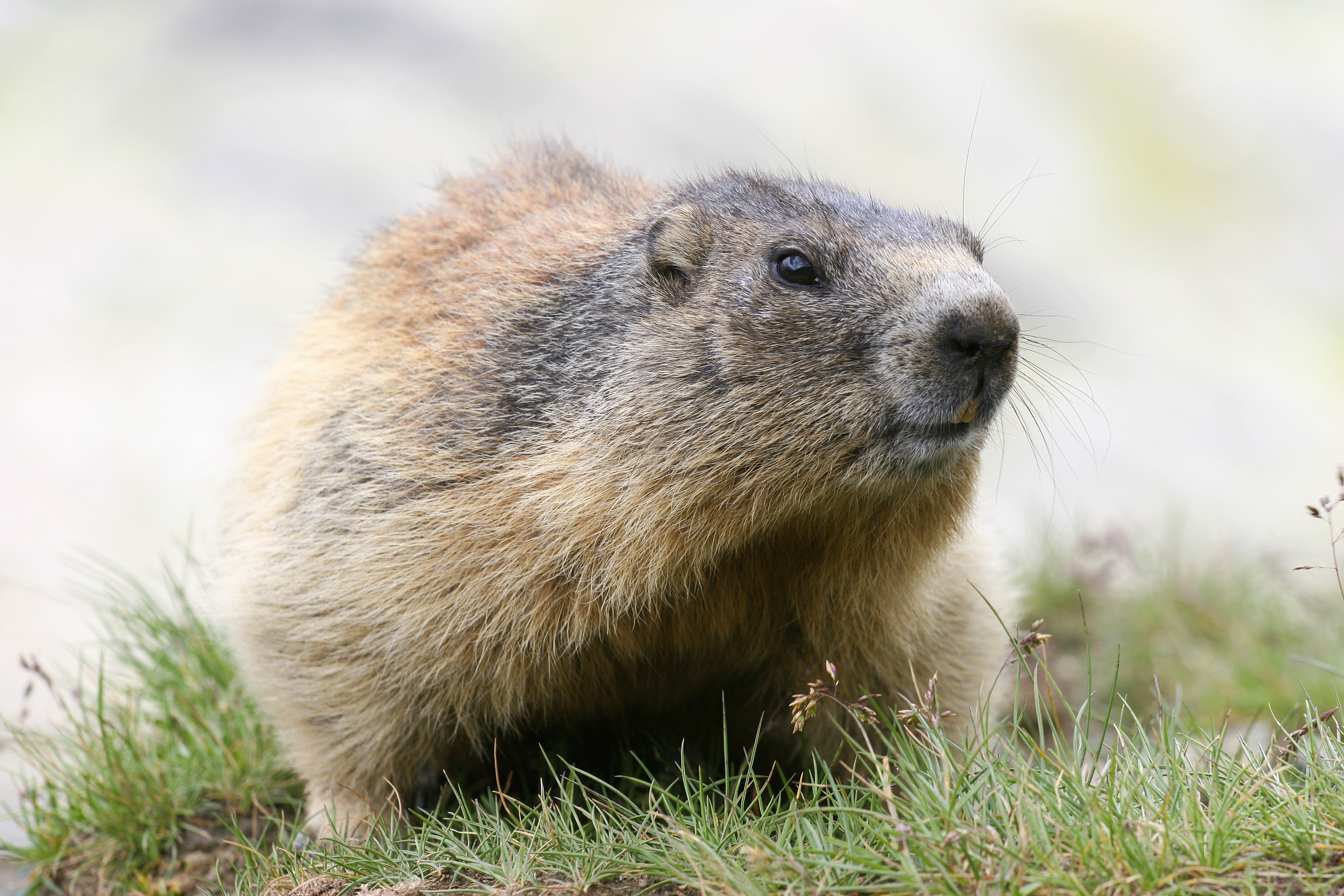 Woodchuck