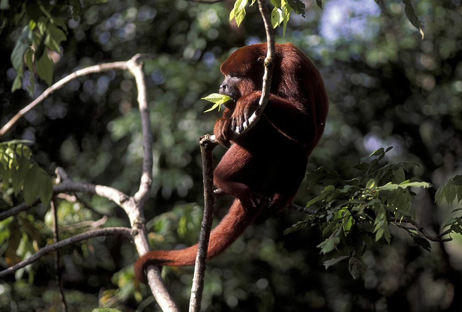 Red howler monkey