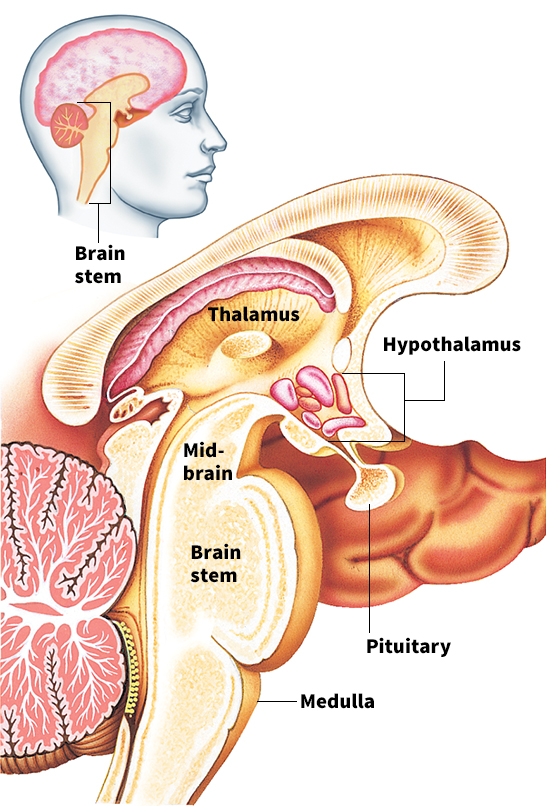 The human brain stem