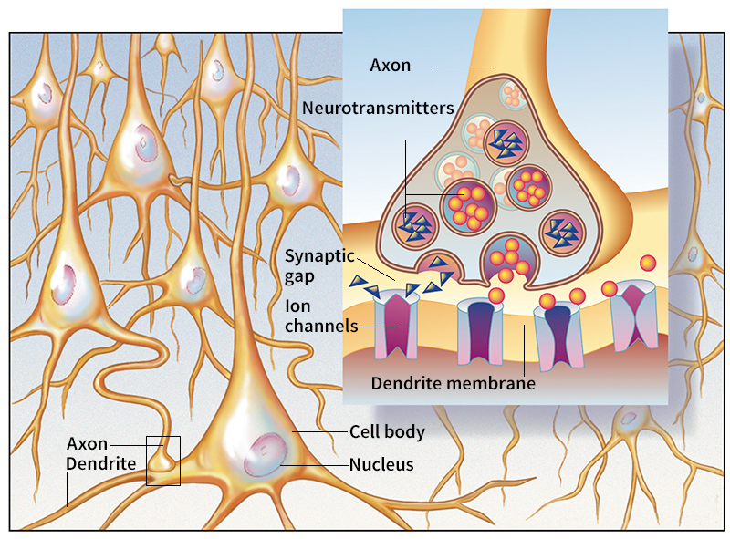 Networks of neurons