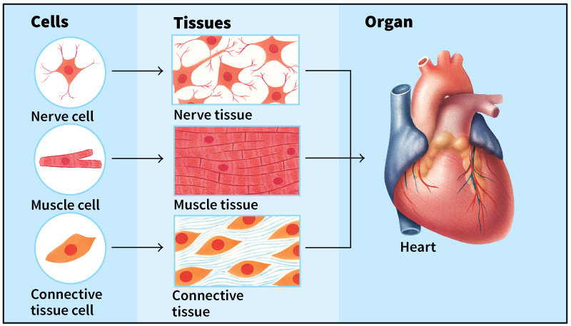 Structural units of higher organisms