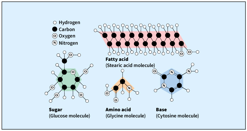 Importance of carbon in life