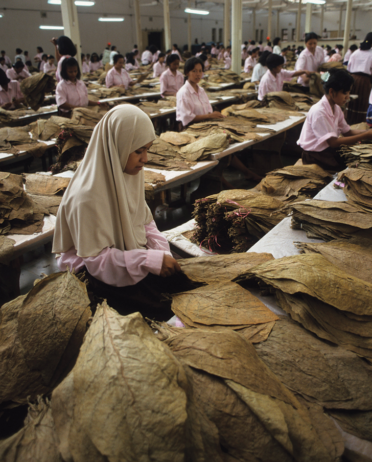 Drying tobacco leaves in Indonesia