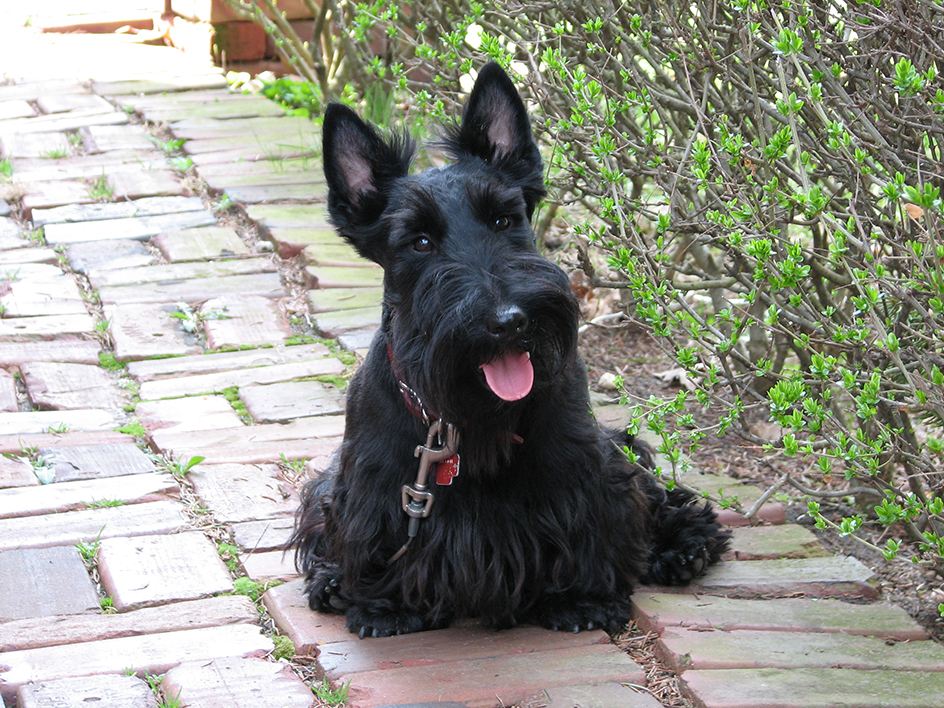 Scottish terrier