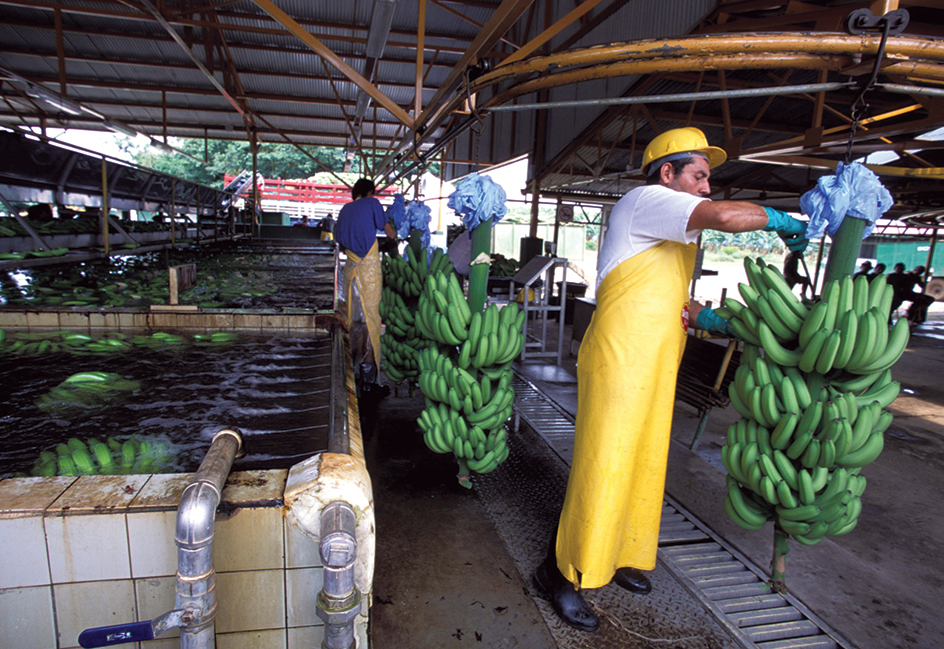 Banana processing plant in Costa Rica