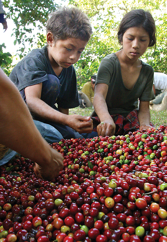 Sorting coffee beans