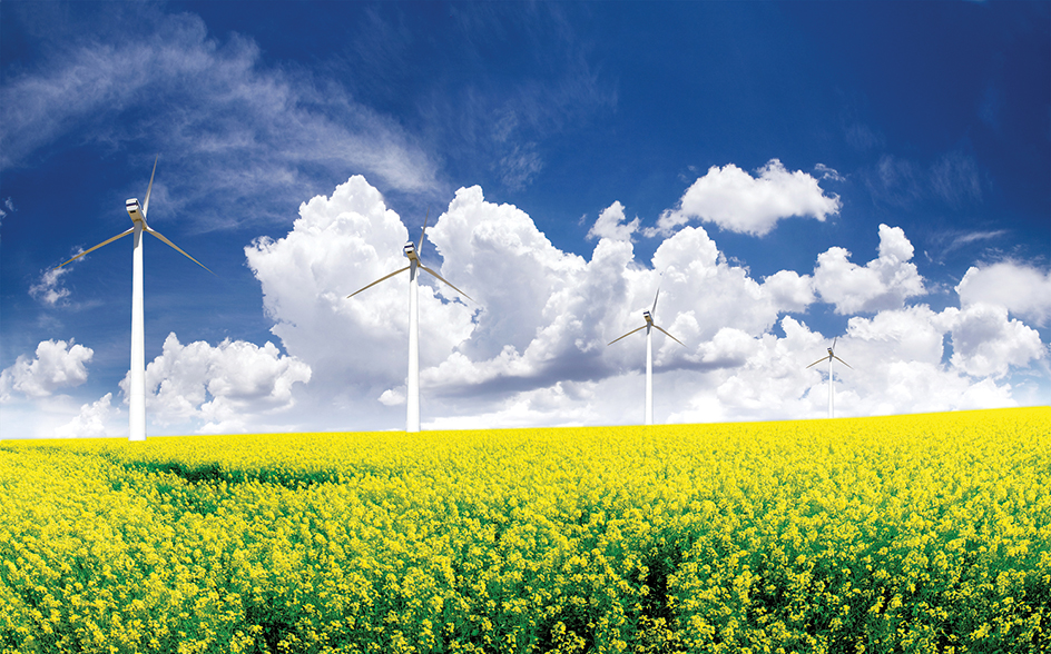 Canola field with wind turbines