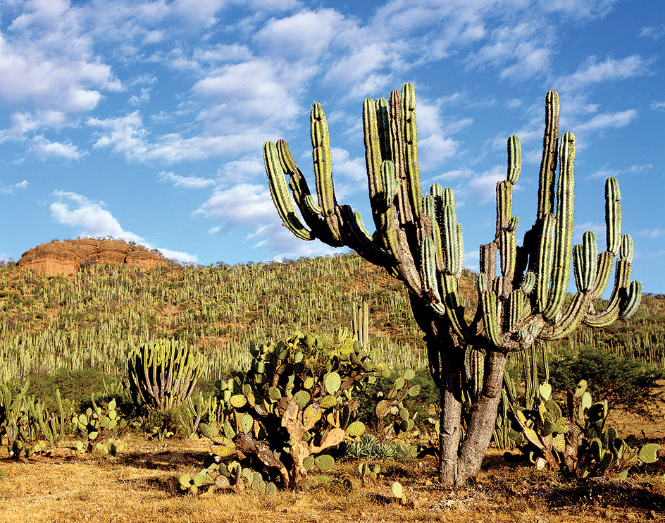 Sierra Madre del Sur