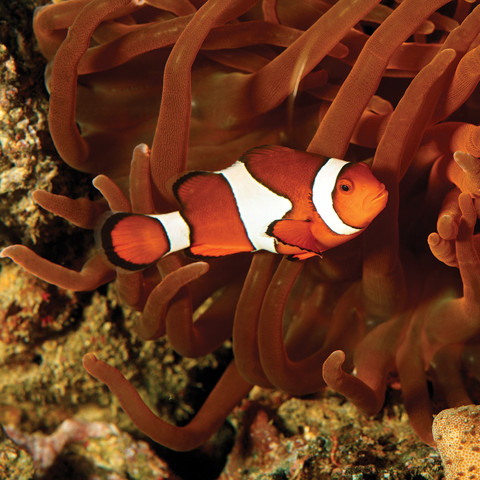 Clownfish