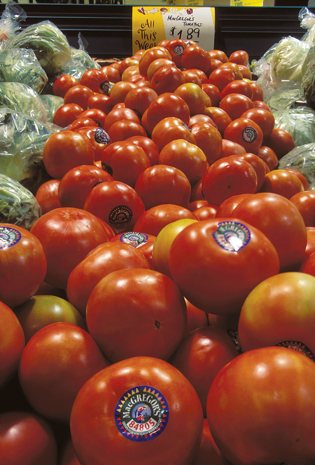 Genetically modified tomatoes