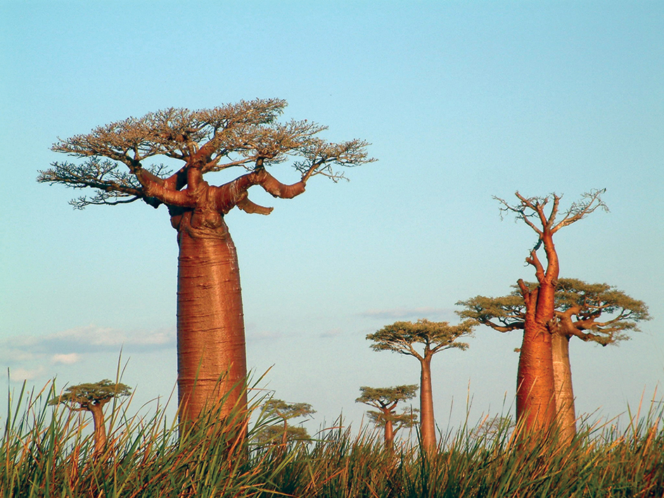 Baobabs