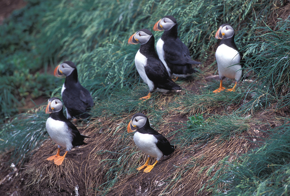 Puffins in Newfoundland