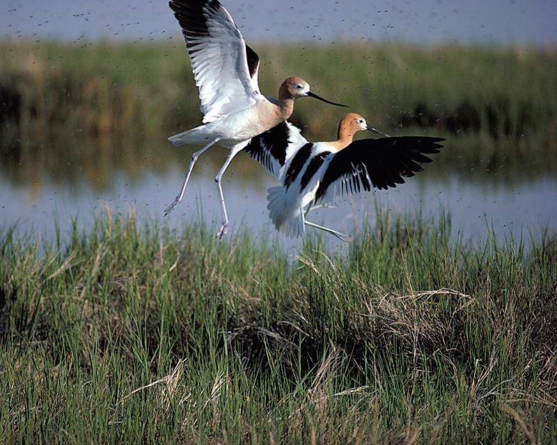 Birds landing at wildlife refuge