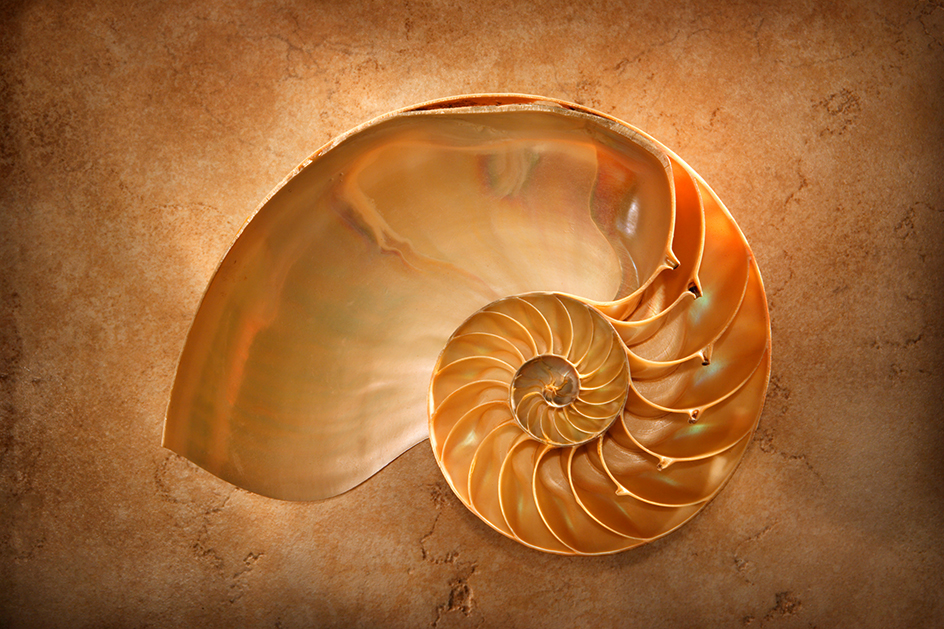 Nautilus shell