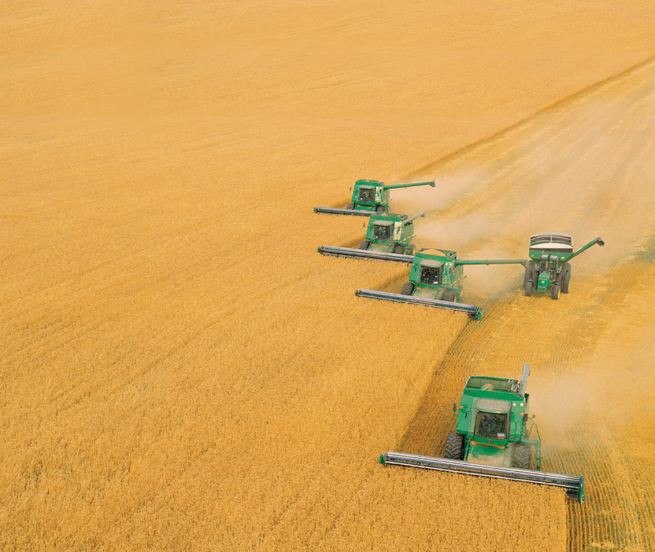 Combines harvesting corn