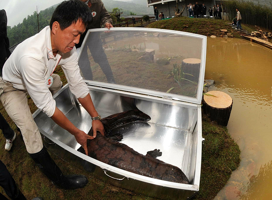 Chinese giant salamander