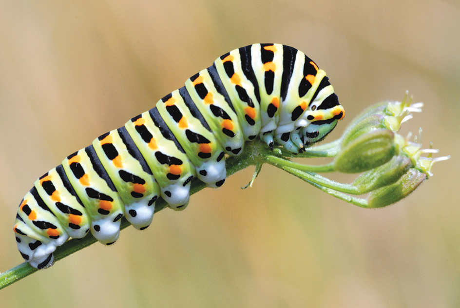 Caterpillar feeding