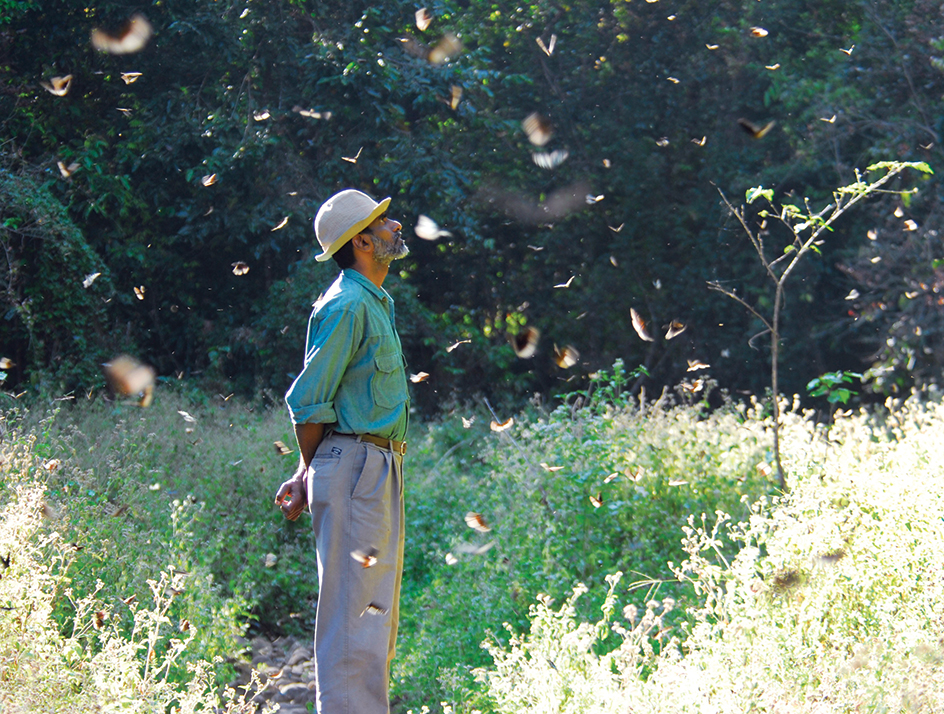 Migration of butterflies