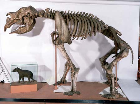 Giant wombat fossil skeleton