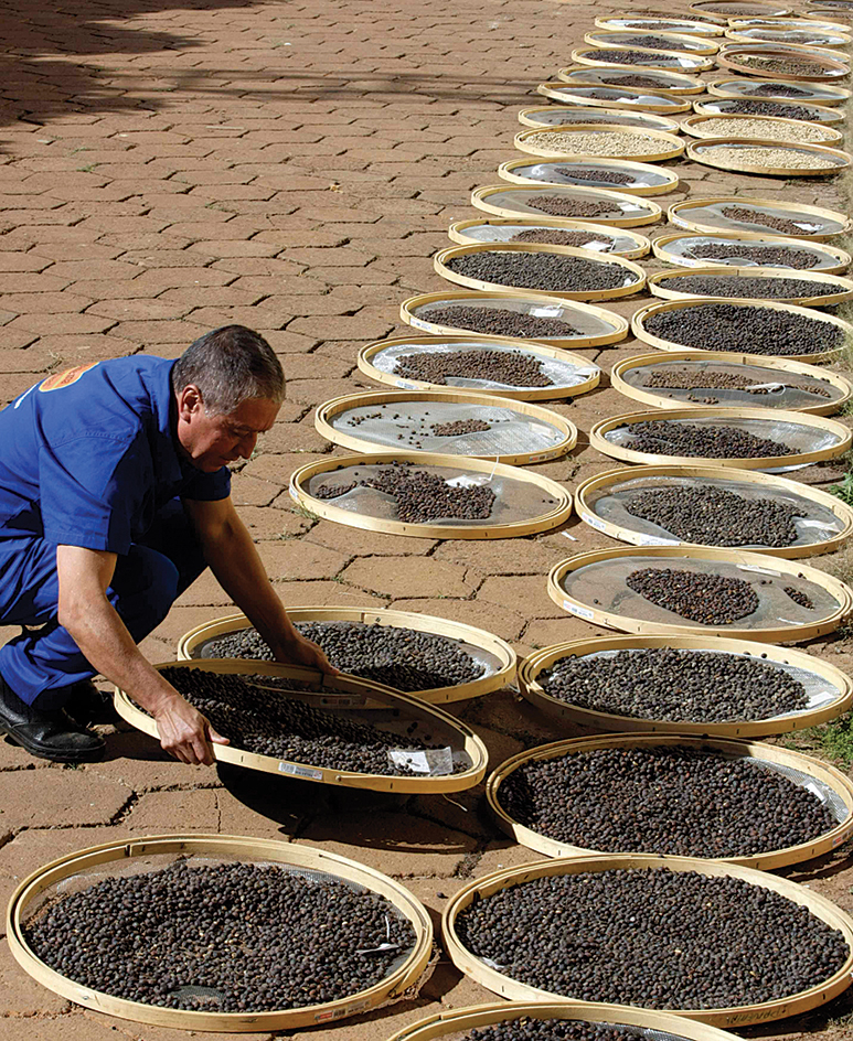 A worker drying coffee beans in Brazil