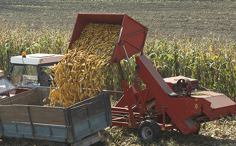 Harvesting corn