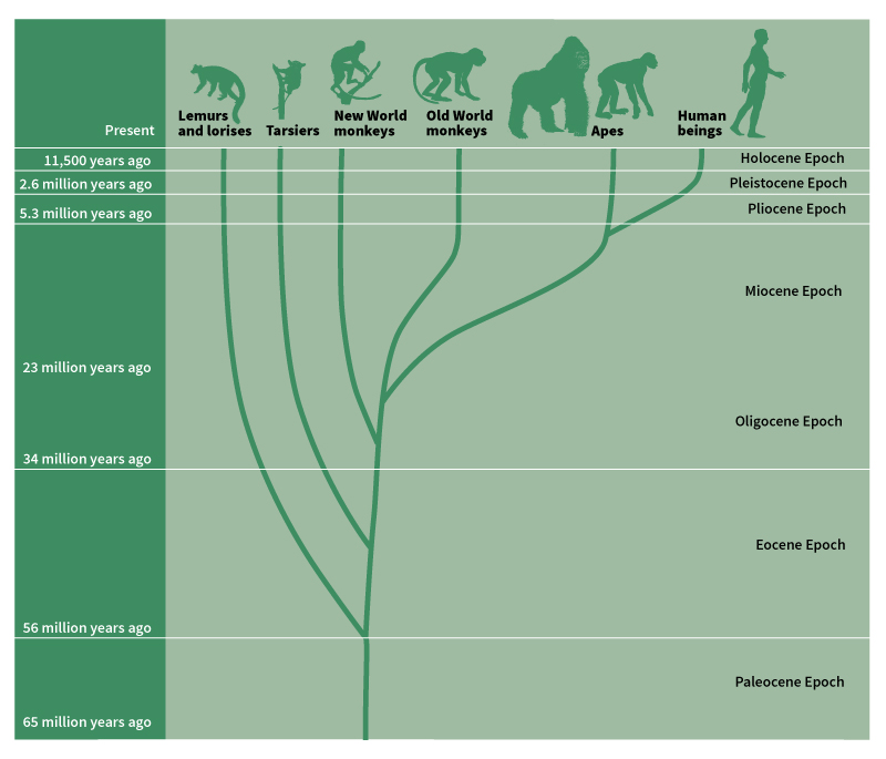 Primate family tree