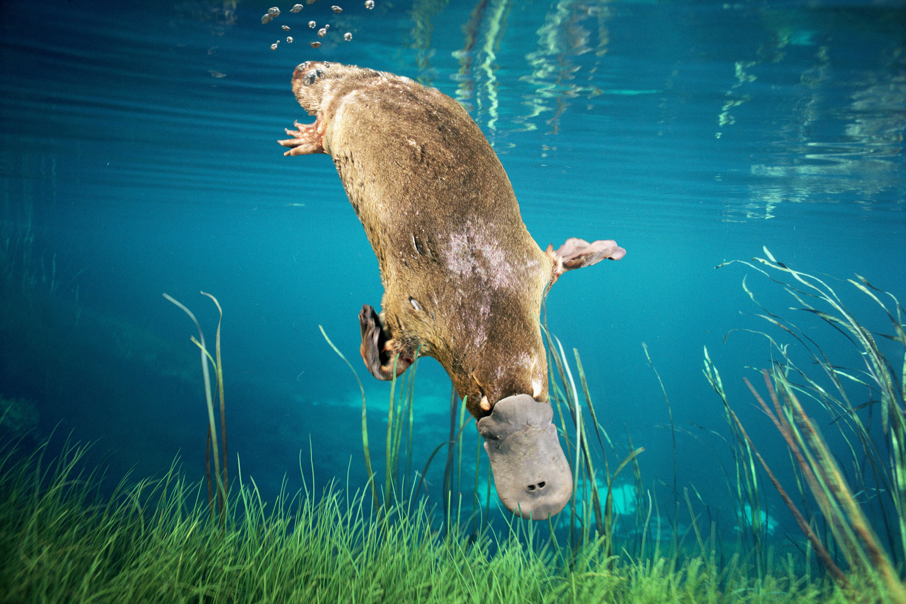 Platypus swimming underwater